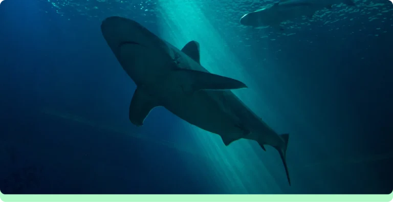 shark in the water